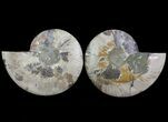 Cut & Polished Ammonite Fossil - Agatized #64931-1